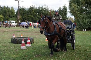 Südharz Rallye für Pferdegespanne