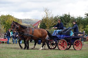Südharz Rallye für Pferdegespanne