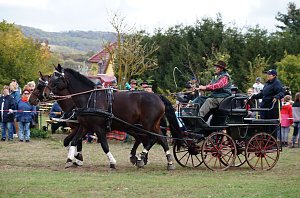 Südharz Rallye für Pferdegespanne