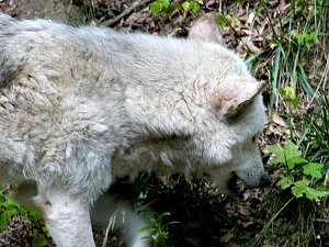 Ferienaktion Wolfsspur