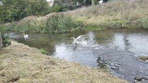 Schwan