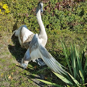 Erneut Schwan in N&ouml;ten