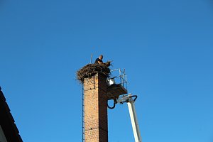 Storchennest in Windehausen wurde "saniert"