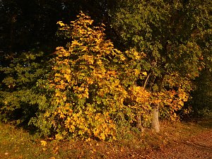 Herbst