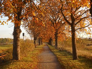 Herbst