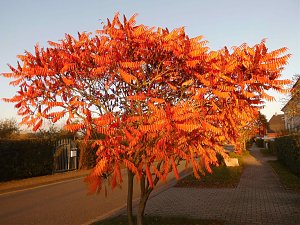 Herbst