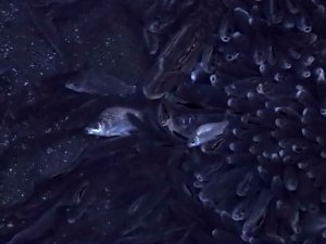 Das Sterben der Fische