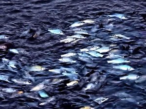 Das Sterben der Fische