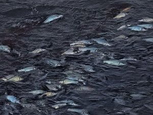 Das Sterben der Fische