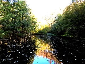 Vorharz
