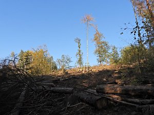 Vorharz