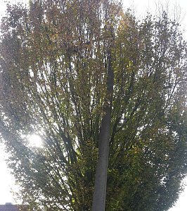 Bebraer Teich, Stra&szlig;enbeleuchtung Hammatalstra&szlig;e und mehr