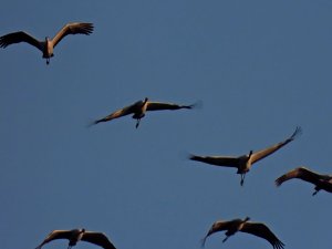 Die letzten Kraniche im Anflug