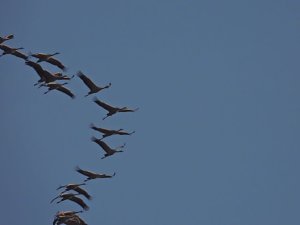 Die letzten Kraniche im Anflug