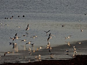 Die letzten Kraniche im Anflug
