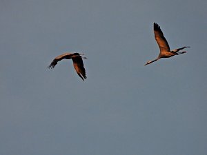 Die letzten Kraniche im Anflug