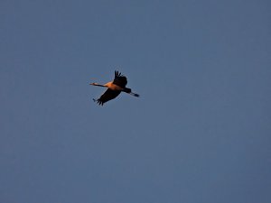 Die letzten Kraniche im Anflug