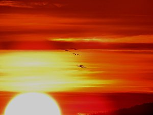 Die letzten Kraniche im Anflug