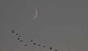 Die letzten Kraniche im Anflug