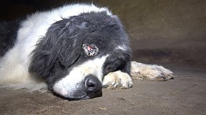 Tierschutzorganisation erhebt Vorw&uuml;rfe gegen Hundez&uuml;chterin aus Bleicherode