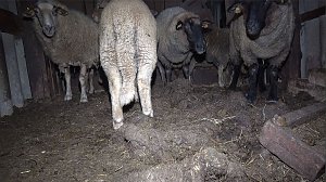 Tierschutzorganisation erhebt Vorw&uuml;rfe gegen Hundez&uuml;chterin aus Bleicherode