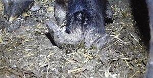 Tierschutzorganisation erhebt Vorw&uuml;rfe gegen Hundez&uuml;chterin aus Bleicherode