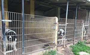 Tierschutzorganisation erhebt Vorw&uuml;rfe gegen Hundez&uuml;chterin aus Bleicherode