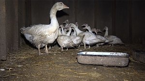 Tierschutzorganisation erhebt Vorw&uuml;rfe gegen Hundez&uuml;chterin aus Bleicherode