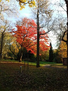 Indian summer
