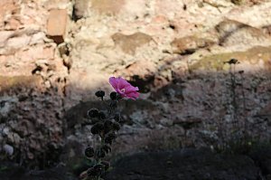 Der S&uuml;dharz, ein Nebelmeer