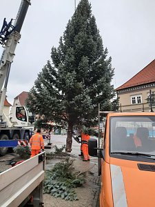 Weihnachtsbaum-SDH
