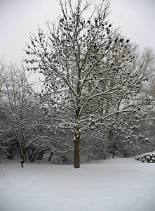 Winter im Borntal