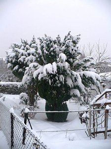 Winter im Borntal