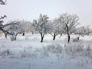 Winter in Artern