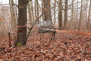 auto im Wald