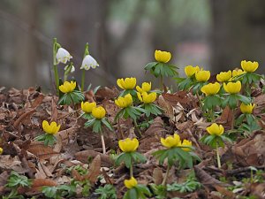 Winterlinge im Februar
