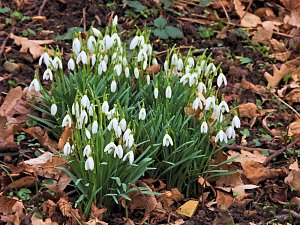 Winterlinge im Februar