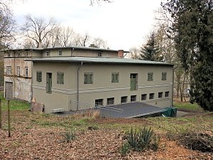 Winterlinge im Februar