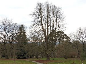 Winterlinge im Februar