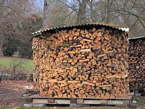 Winterlinge im Februar