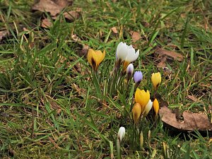 Winterlinge im Februar
