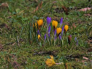 Winterlinge im Februar