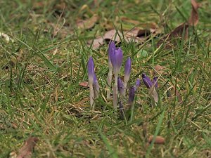 Winterlinge im Februar