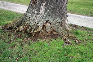 Sanierungskonzept f&uuml;r Schlosspark n&ouml;tig?