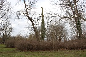 Sanierungskonzept f&uuml;r Schlosspark n&ouml;tig?