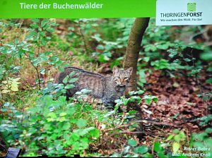 Die W&auml;lder der Hain- und Windleite