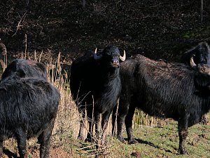 Wasserb&uuml;ffel