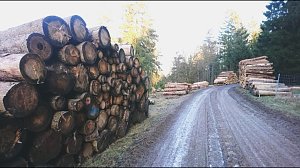 ...und still ruht der Wald...