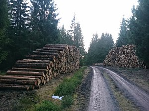 ...und still ruht der Wald...