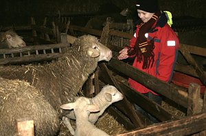 Schafe besucht